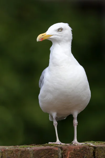 Gaviota blanca de cerca —  Fotos de Stock