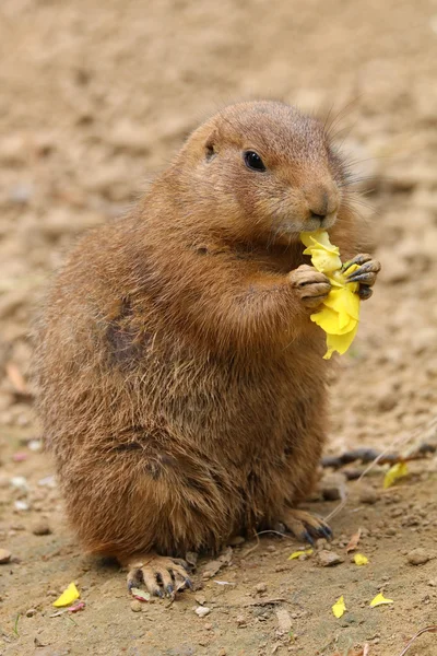 プレーリードッグ食べる花 — ストック写真