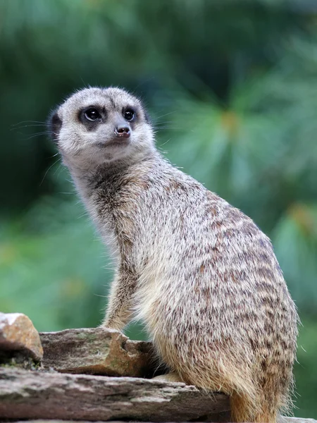 Meercat sulla roccia nel parco — Foto Stock