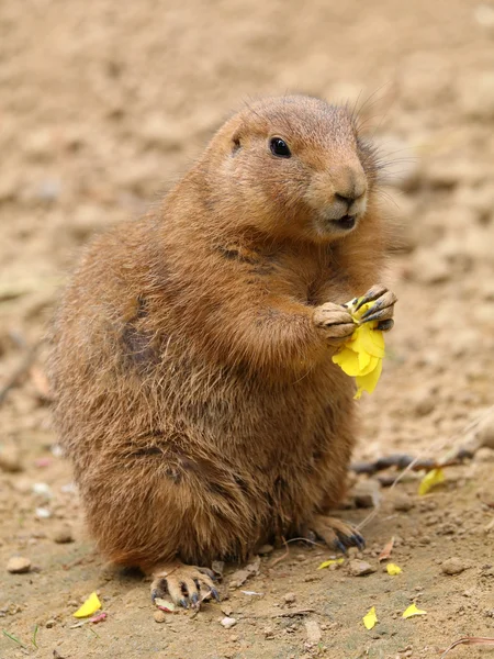 Prairiedog τρώει λουλούδι — Φωτογραφία Αρχείου