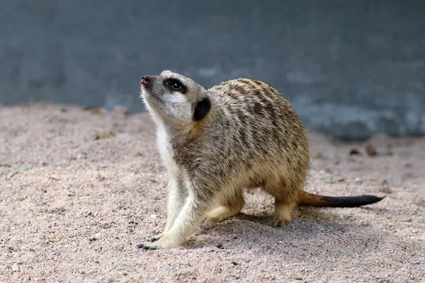 Cute meercat looking up — Stock Photo, Image