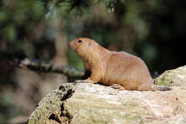 Prairie cão na rocha — Fotografia de Stock