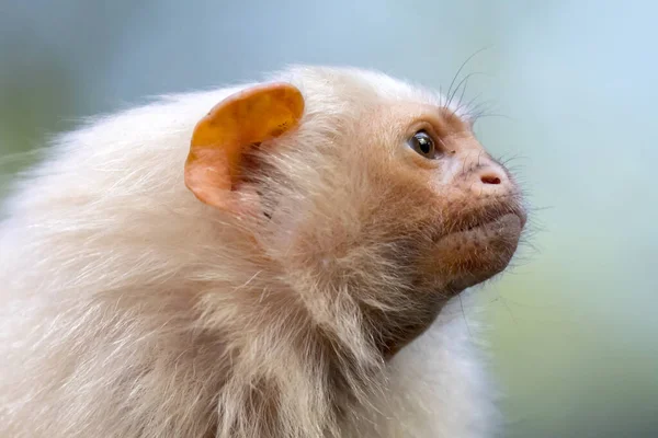 Scimmia Marmoset Argenteo Colpo Vicino — Foto Stock