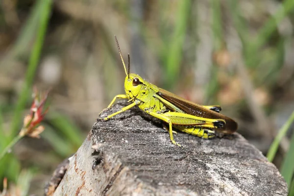 Large Grasshopper Sitting Tree Stump Bright Sunlight — Stock Photo, Image