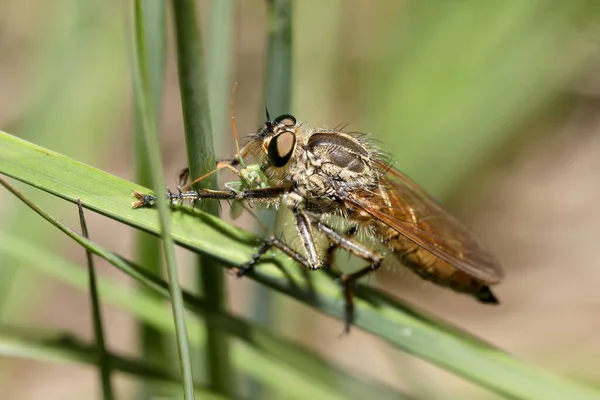 Rånare Flyger Gröna Stjälkar Solljus — Stockfoto