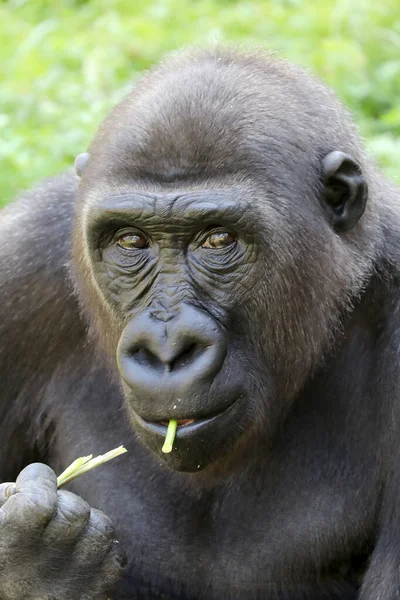 Western Lowland Gorilla Eating Plant Stems — Stock Photo, Image