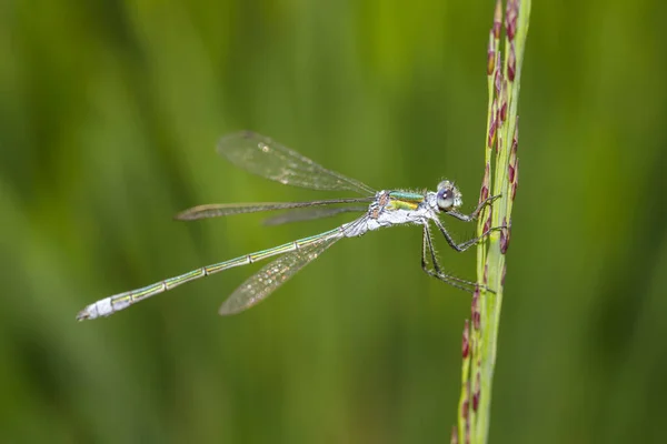 Mouche Demoiselle Ailes Étalées Sur Paille Verte — Photo