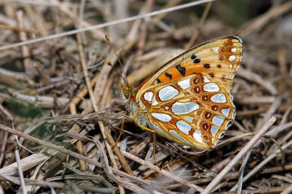 Speyeria Aglaja Butterfly Выстрел Крупным Планом — стоковое фото