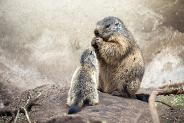 Linda Madre Niño Marmotas Alpinas — Foto de Stock