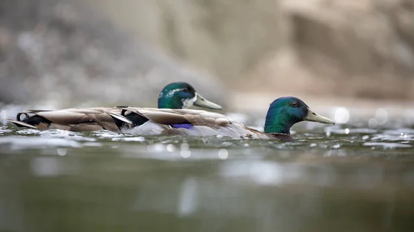 wild ducks with green heads swimming in water