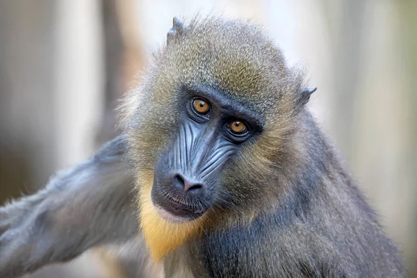 View Young Mandrill Looking Camera — Stock Photo, Image