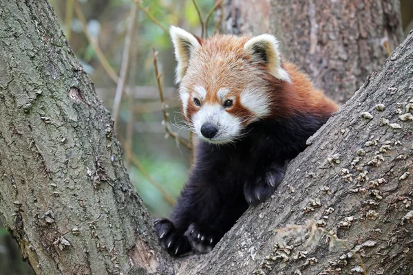 Carino Panda Rosso Seduto Sull Albero — Foto Stock