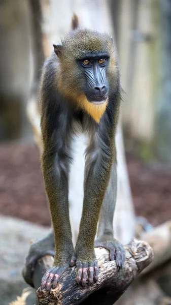 Vista Del Giovane Mandrill Guardando Fotocamera — Foto Stock