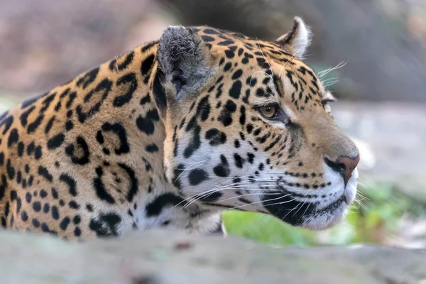 Jaguar Mirando Hacia Otro Lado Tiro Cerca — Foto de Stock