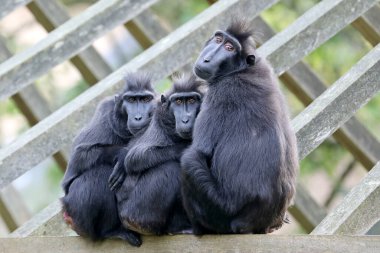 three Celebes crested macaques sitting together clipart
