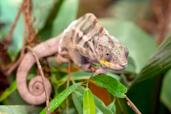Kameleon Pantery Roślinach Bujną Zielenią Liści — Zdjęcie stockowe