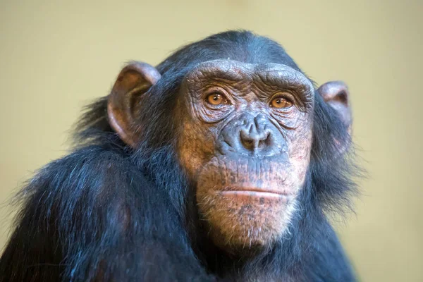 Zblízka Záběr Šimpanzí Hlavy — Stock fotografie