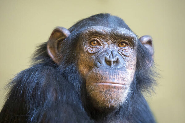 крупным планом головы шимпанзе
