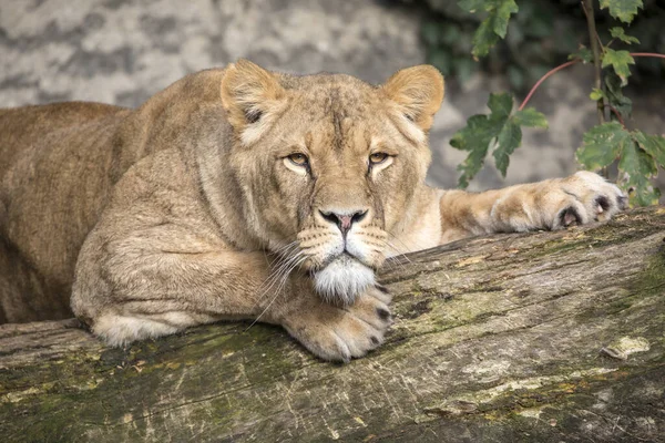 Lionne Allongée Sur Arbre Regardant Caméra — Photo