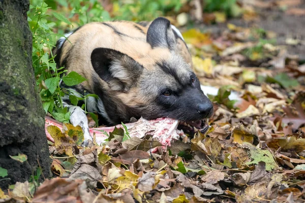 アフリカの野生の犬は肉で骨を食べる — ストック写真