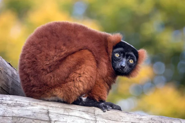 Rozmyte Czerwony Ruffed Lemur Patrząc Aparat — Zdjęcie stockowe