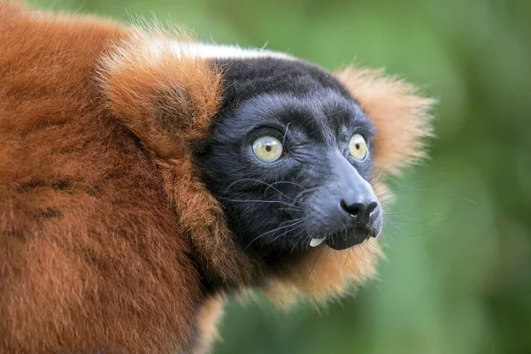 Červený Nafoukaný Lemur Odvrací Pohled — Stock fotografie