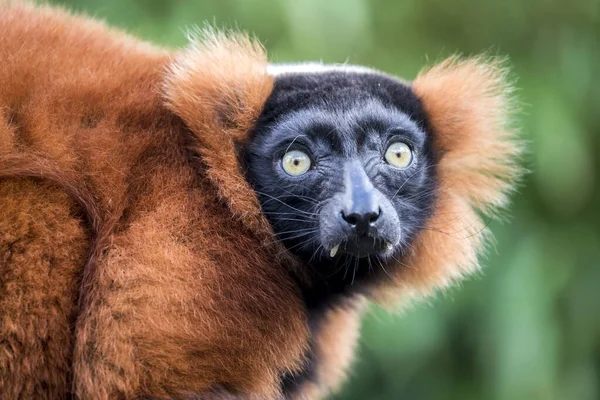 Röd Rufsig Lemur Tittar Kameran — Stockfoto