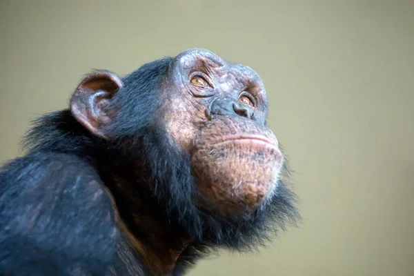 Plan Rapproché Tête Chimpanzé — Photo