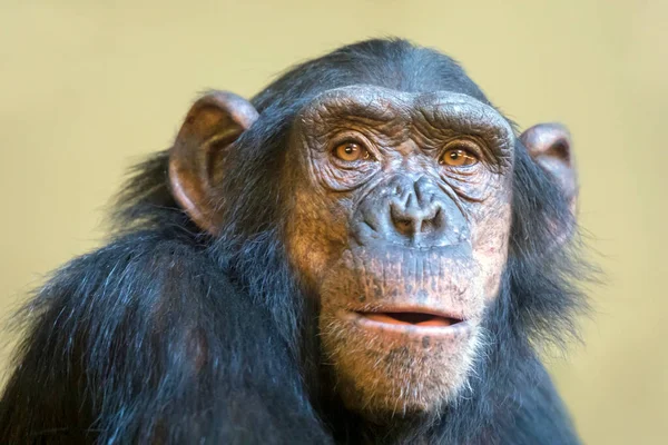 Primer Plano Cabeza Del Chimpancé — Foto de Stock