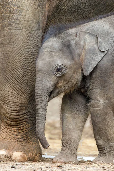 baby elephant standing beside mother feet