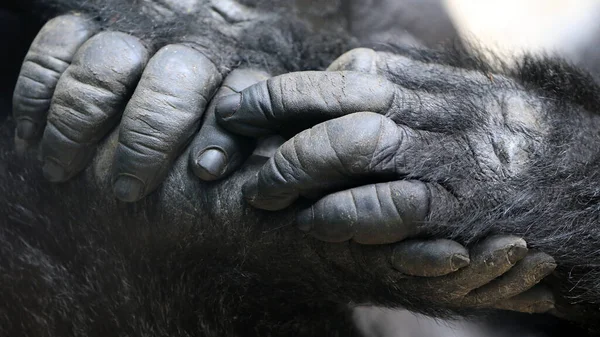 Gorille Des Basses Terres Ouest Mains Pieds — Photo