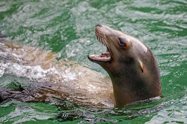 Nahaufnahme Kalifornischer Seelöwe Wasser — Stockfoto
