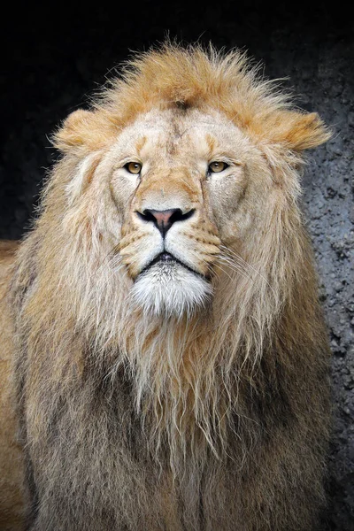 León Macho Joven Panthera Leo — Foto de Stock