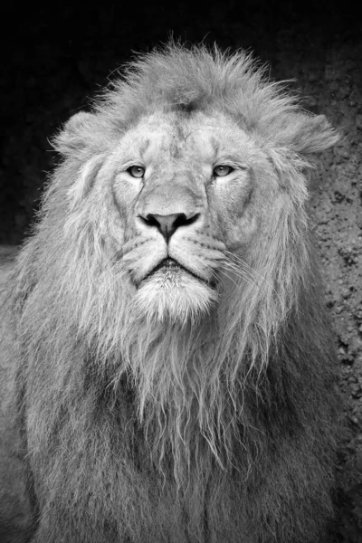 Joven León Macho Panthera Leo Foto Blanco Negro — Foto de Stock