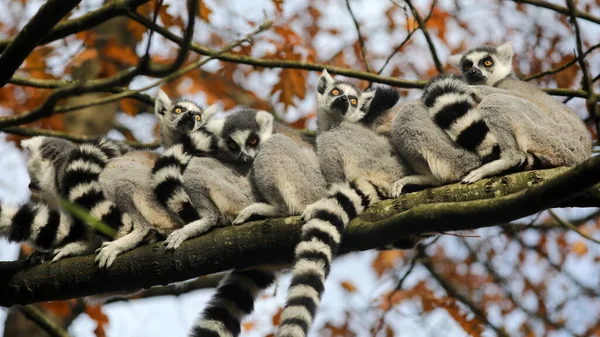 Anel Cauda Lemurs Árvore — Fotografia de Stock