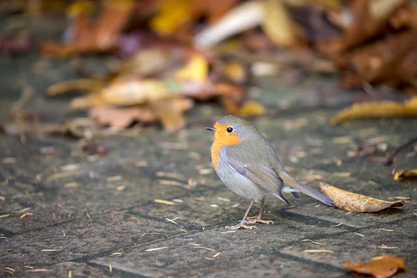 Küçük Robin Kuşuna Yakın Çekim — Stok fotoğraf