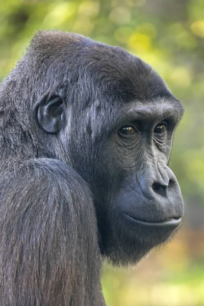 Retrato Del Gorila Las Tierras Bajas Occidentales — Foto de Stock