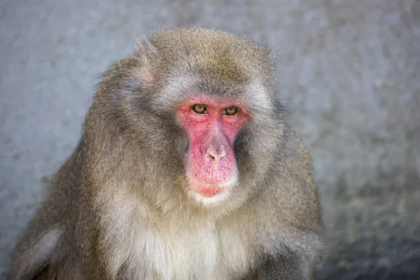 Портрет Японского Макаки Macaca Fuscata — стоковое фото