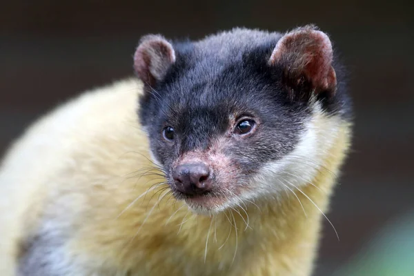 Kuning Digorok Marten Menutup — Stok Foto