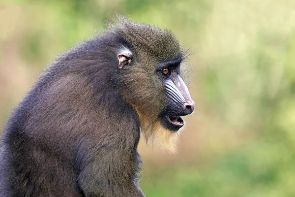 Close Portret Van Mandrill Mandrillus Sphinx — Stockfoto