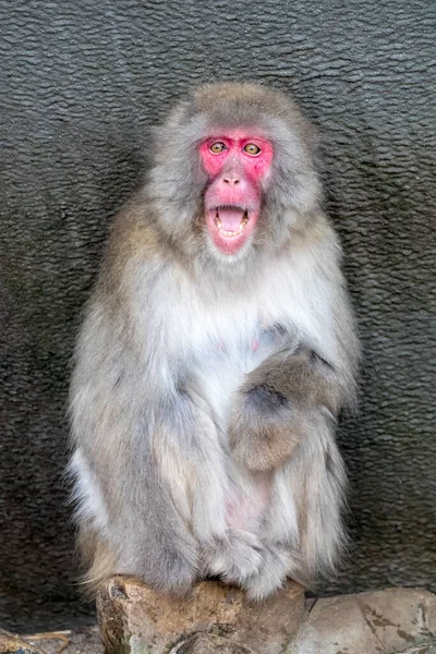 Retrato Macaco Japonês Macaca Fuscata — Fotografia de Stock