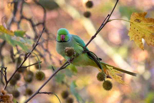 分枝上的玫瑰环瓣鹦鹉 Psittacula Krameri — 图库照片