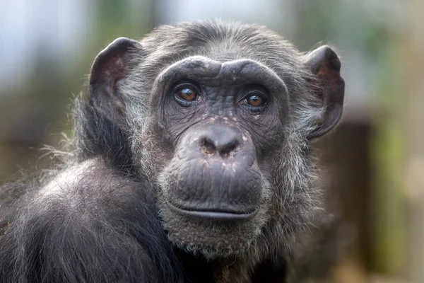 Chimpanzé — Photo