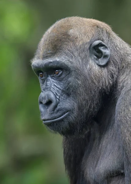 Westelijke Laaglandgorilla Gorilla Gorilla Gorilla — Stockfoto