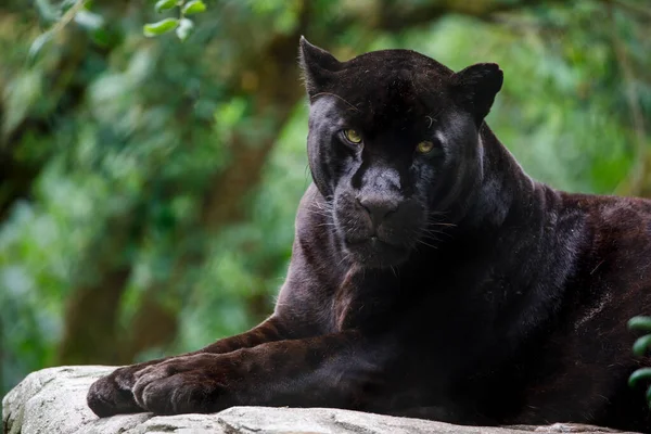 Jaguar Kapanışı Panthera Onca — Stok fotoğraf