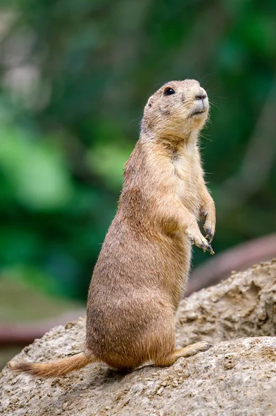 Prairie Dog Genus Cynomys — Stock Photo, Image