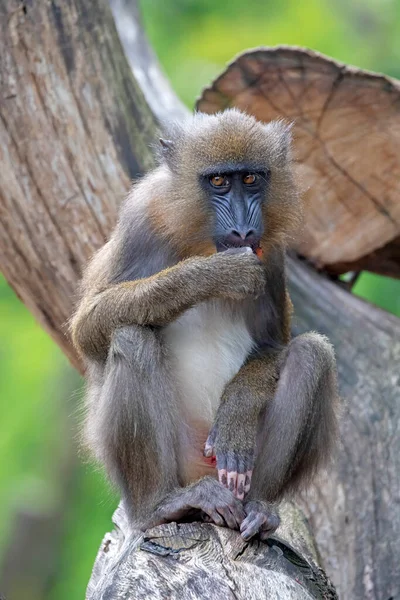 Primo Piano Mandrill Mandrillus Shinx — Foto Stock