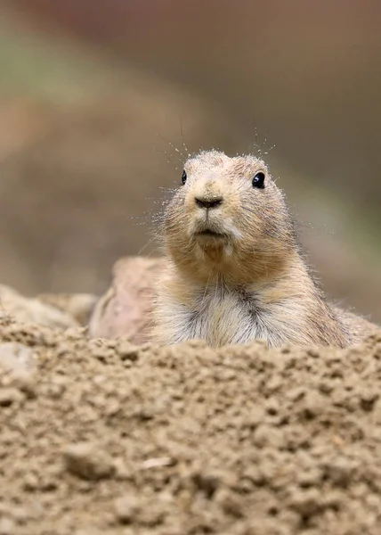 Dekat Dengan Anjing Prairie Genus Cynomys — Stok Foto