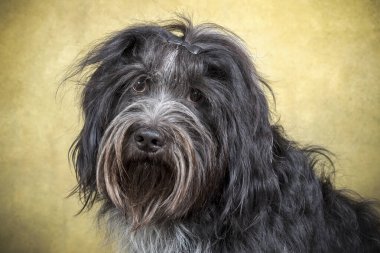 Hollanda Çoban Köpeğinin Kapanışı (Schapendos) 