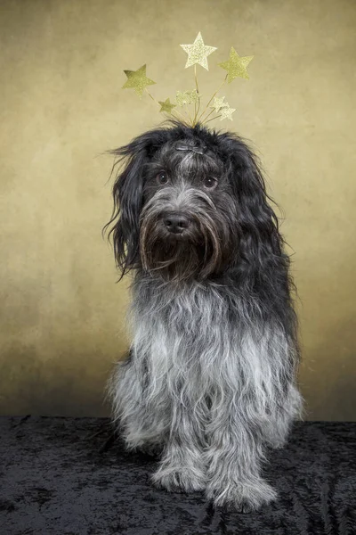 Holländischer Schäferhund Schapendoes Weihnachten — Stockfoto